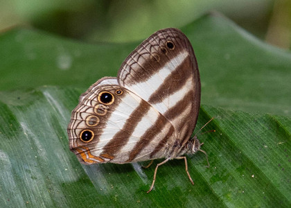 The butterfly Pareuptychia hesionides photographed in Peru