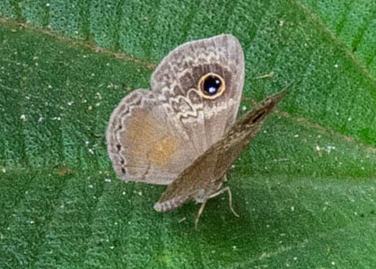 The butterfly Perophthalma tullius photographed in Peru