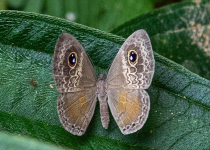 The butterfly Perophthalma tullius photographed in Rio Bertha, Marankiari,Peru