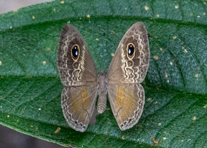 The butterfly Perophthalma tullius photographed in Peru