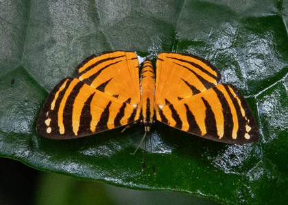 The butterfly Hyphilaria parthenis photographed in Alto Portillo, Rio Negro,Peru