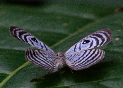 The butterfly Mesosemia jucunda photographed in Peru