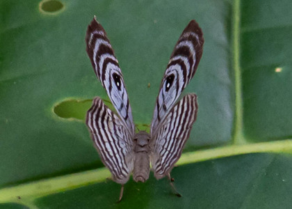 The butterfly Mesosemia jucunda photographed in Peru