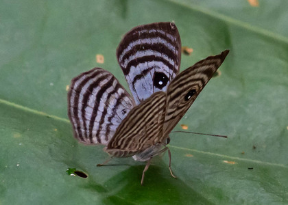The butterfly Mesosemia jucunda photographed in Peru