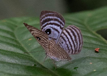 The butterfly Mesosemia jucunda photographed in Peru