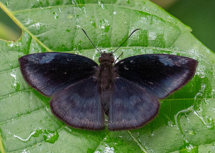The butterfly Anastrus neaeris photographed in Peru