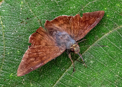 The butterfly Ridens nora photographed in Peru