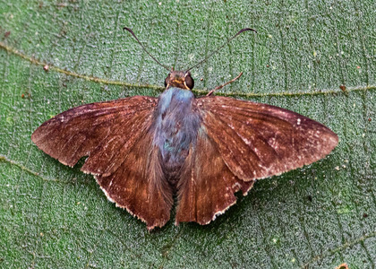 The butterfly Ridens nora photographed in Peru