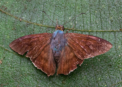 The butterfly Ridens nora photographed in Rio Bertha, Marankiari,Peru