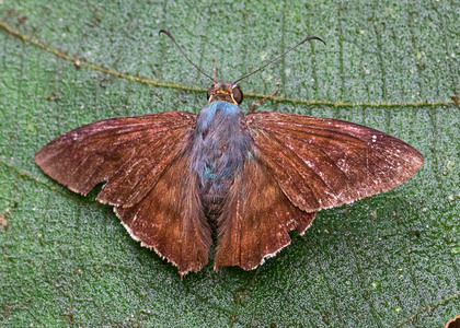 The butterfly Ridens nora photographed in Peru