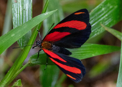 The butterfly Callicore cynosura photographed in Peru