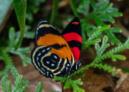 The butterfly Callicore cynosura photographed in Peru