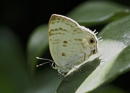 The butterfly Anthene sylvanas albicans photographed in Nkima Forest Lodge,Uganda