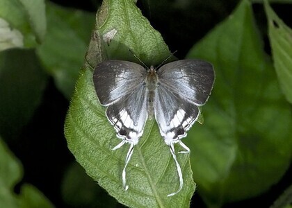 The butterfly Hypolycaena liara liara photographed in Uganda