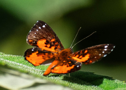 The butterfly Parvospila emylius photographed in Satipo River,Peru