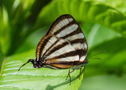 The butterfly Arawacus separata photographed in Satipo River,Peru