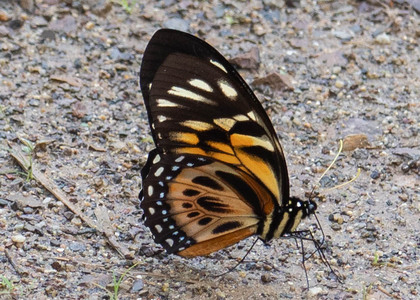 The butterfly Papilio zagreus chrysoxanthus photographed in Peru