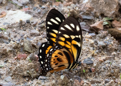 The butterfly Papilio zagreus chrysoxanthus photographed in Peru