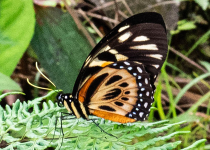The butterfly Papilio zagreus chrysoxanthus photographed in Peru