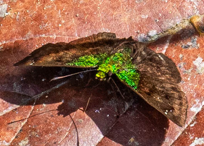 The butterfly Gorgopas trochilus photographed in Satipo River,Peru