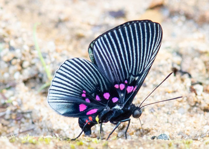 The butterfly Lyropteryx apollonia apollonia photographed in Peru