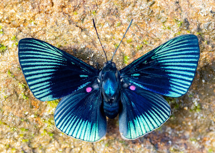 The butterfly Lyropteryx apollonia apollonia photographed in Satipo River,Peru