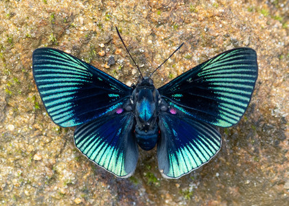 The butterfly Lyropteryx apollonia apollonia photographed in Peru