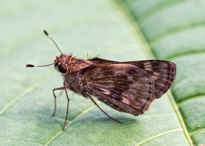 The butterfly Pompeius pompeius photographed in Satipo River,Peru