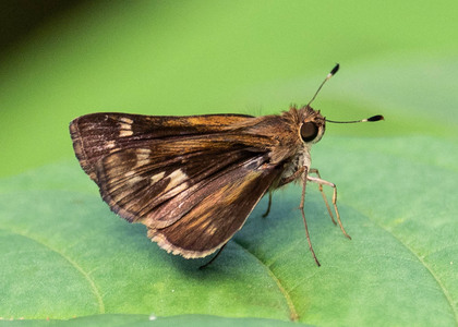 The butterfly Pompeius pompeius photographed in Peru
