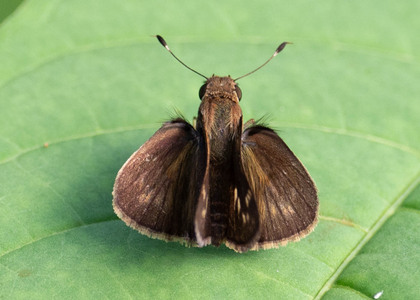The butterfly Pompeius pompeius photographed in Peru