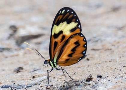 The butterfly Hypothyris cantobrica schunkeae photographed in Satipo River,Peru