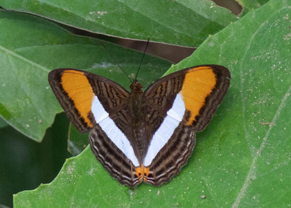 The butterfly Adelpha cytherea cytherea photographed in Peru