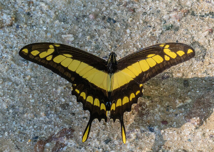 The butterfly Heraclides thoas cinyras photographed in Peru