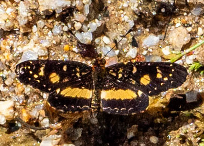 The butterfly Castilia angusta photographed in Satipo River,Peru