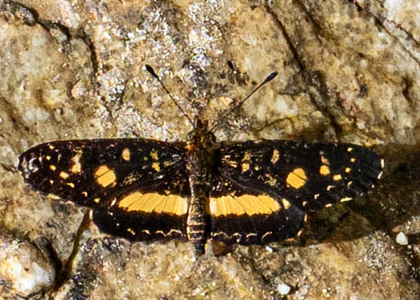 The butterfly Castilia angusta photographed in Peru