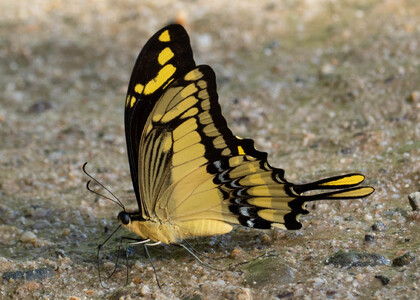 The butterfly Heraclides thoas cinyras photographed in Peru
