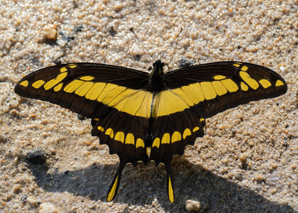 The butterfly Heraclides thoas cinyras photographed in Satipo River,Peru