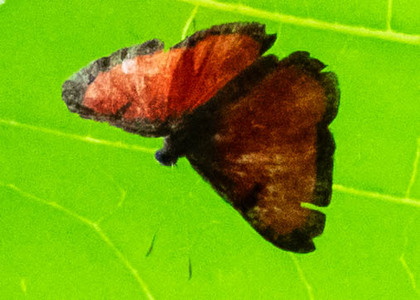 The butterfly Mesene mygdon photographed in Satipo River,Peru