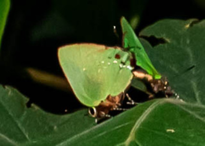 The butterfly Cyanophrys amyntor photographed in Satipo River,Peru