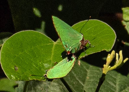 The butterfly Cyanophrys amyntor photographed in Peru