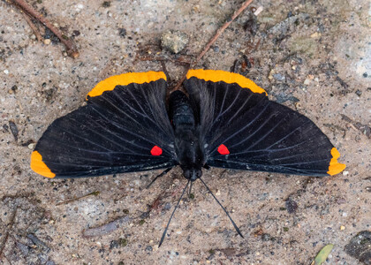 The butterfly Melanis smithiae smithiae photographed in Peru