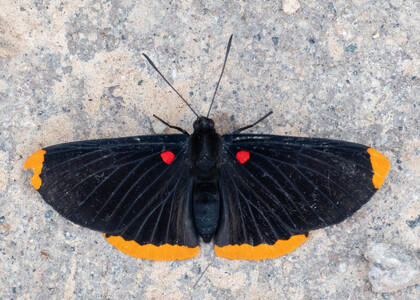 The butterfly Melanis smithiae smithiae photographed in Peru