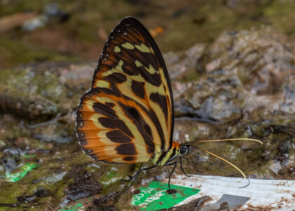 The butterfly Tithorea harmonia neitha photographed in Peru
