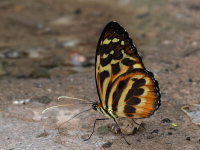 The butterfly Tithorea harmonia neitha photographed in Peru