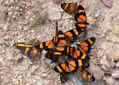 The butterfly Actinote demonica photographed in Peru