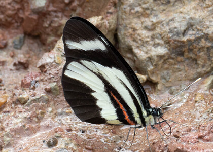 The butterfly Perrhybris lorena photographed in Meretari, Puerto Ocopa,Peru