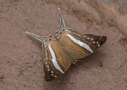 The butterfly Marpesia crethon photographed in Peru