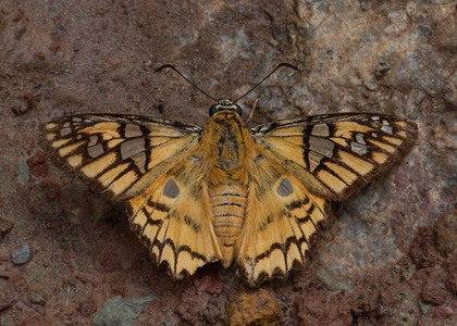 The butterfly Myscelus amystis photographed in Peru