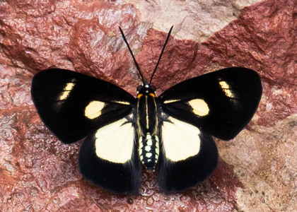 The butterfly Monethe albertus albertus photographed in Peru