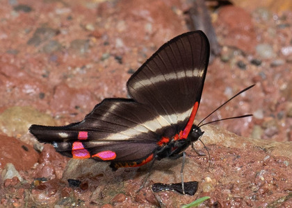 The butterfly Rhetus periander photographed in Peru